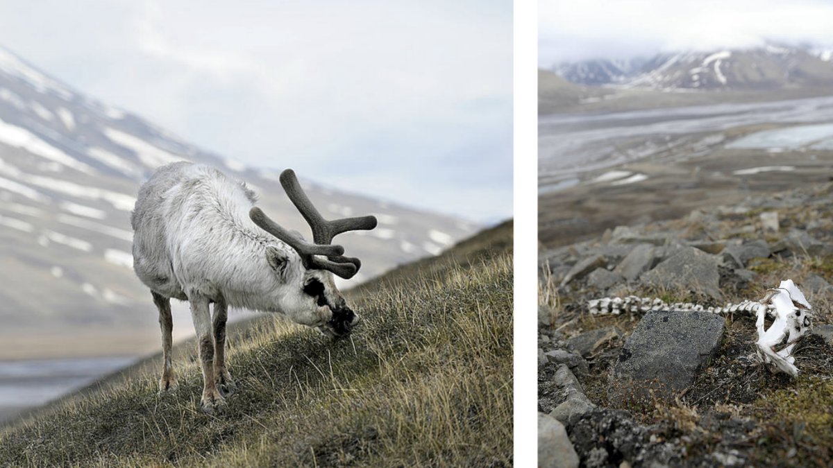 Renar-svalter-pa-Svalbard-pa-grund-av-klimatet